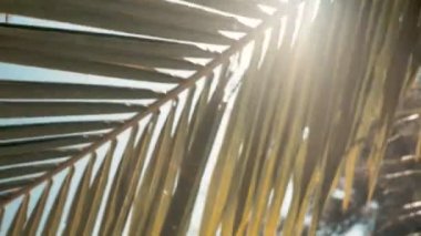 Güneş güneş arka plan lens flare efektleri ile palmiye yaprakları ile