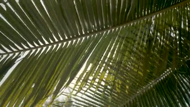 Sol a través de hojas de palma con fondo de sol con efectos de destello de lente — Vídeo de stock