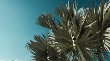 palmiye ağacı güneşli gün içinde ile mavi gökyüzü arka plan