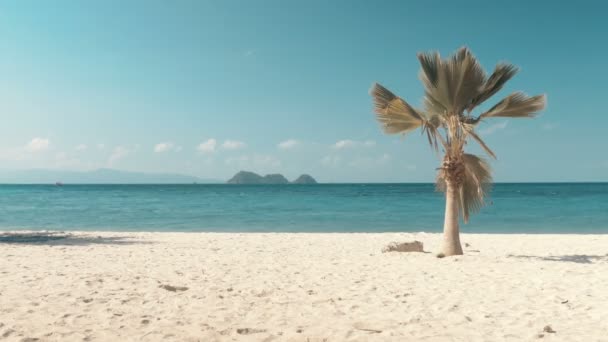 Playa tropical y palmera — Vídeo de stock