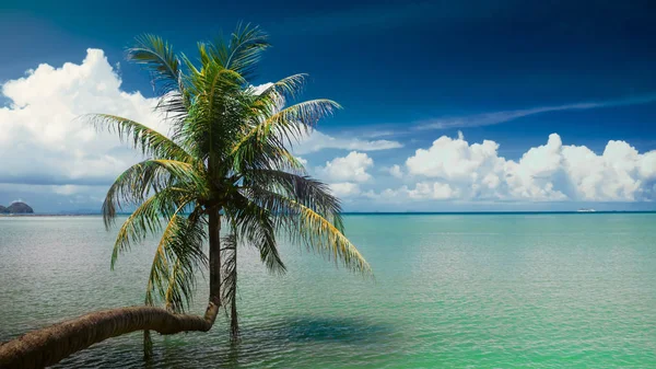 Palmeira única pendurada sobre a lagoa — Fotografia de Stock