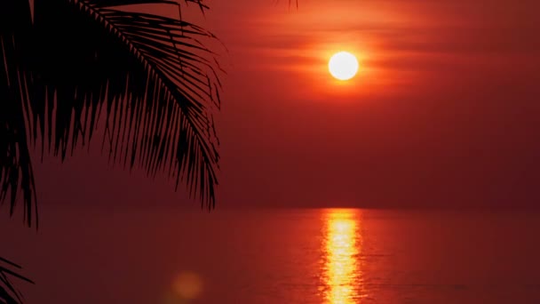 Να Palm leaf με time-lapse όμορφο ηλιοβασίλεμα. Κινηματογράφηση σε πρώτο πλάνο τον ήλιο — Αρχείο Βίντεο