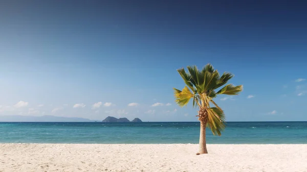 Пальмова дерево і тропічний пляж — стокове фото