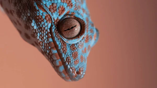 Gecko på den oransje veggen – stockfoto