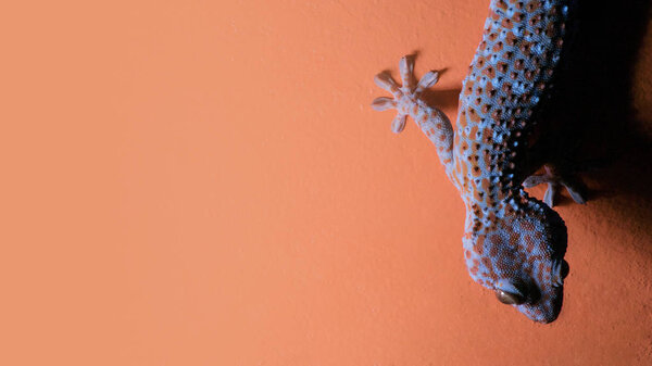 Gecko on the orange wall Stock Image