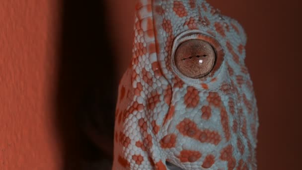 Gecko an der orangefarbenen Wand — Stockvideo