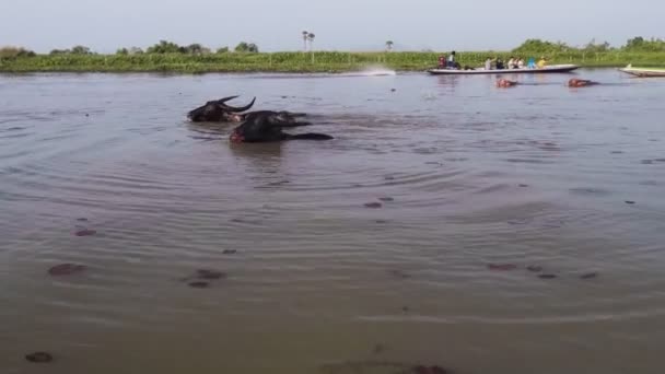 Water buffalo in the lake — ストック動画