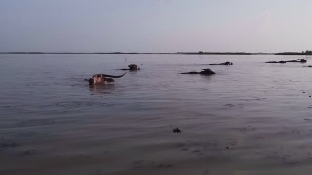 Wasserbüffel im See — Stockvideo