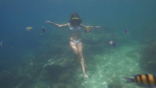 Young woman freediving — Stock Video