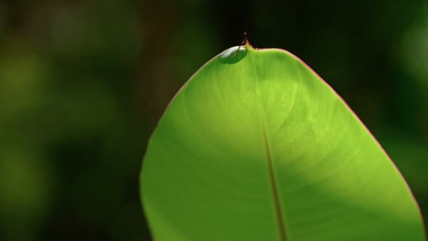 Primer plano de hoja de plátano — Vídeos de Stock