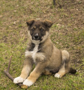 Arka planda yeşil ot evcil köpek