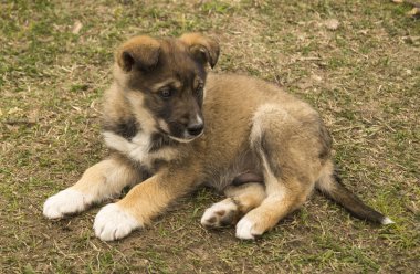 Arka planda yeşil ot evcil köpek