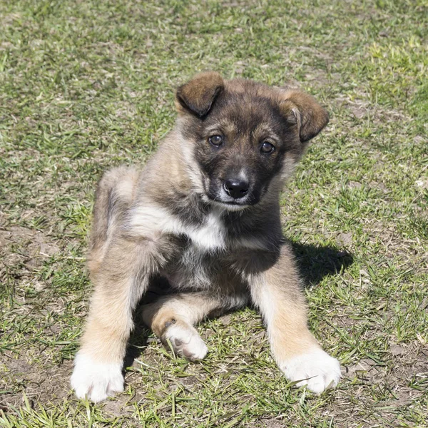 Cão de estimação no fundo da erva verde — Fotografia de Stock