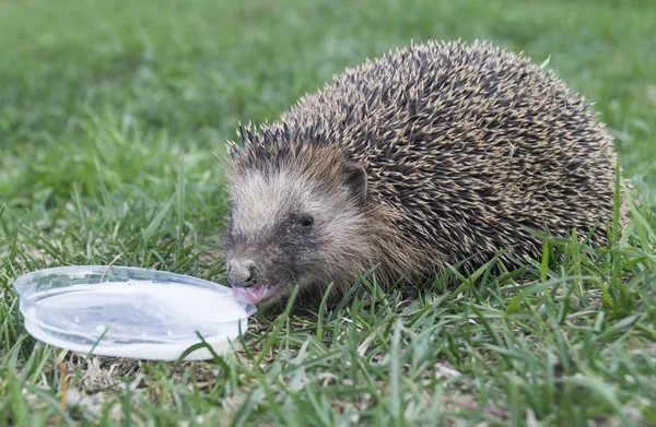 Wilder Igel zum Milchtrinken — Stockfoto