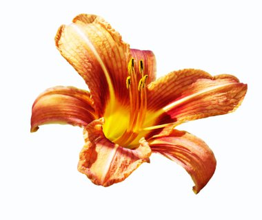 beyaz zemin üzerine kırmızı lily