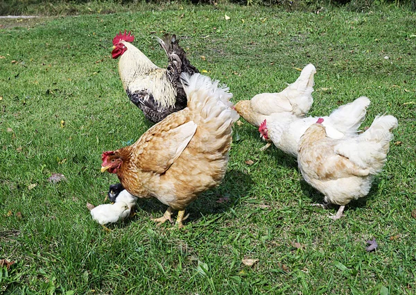 Galo com galinha e aninhado — Fotografia de Stock