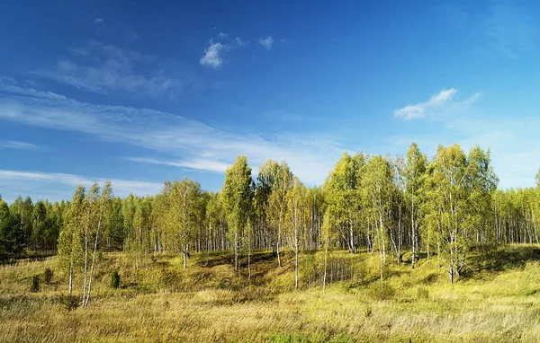 Sonbahar manzara ormanlık içinde