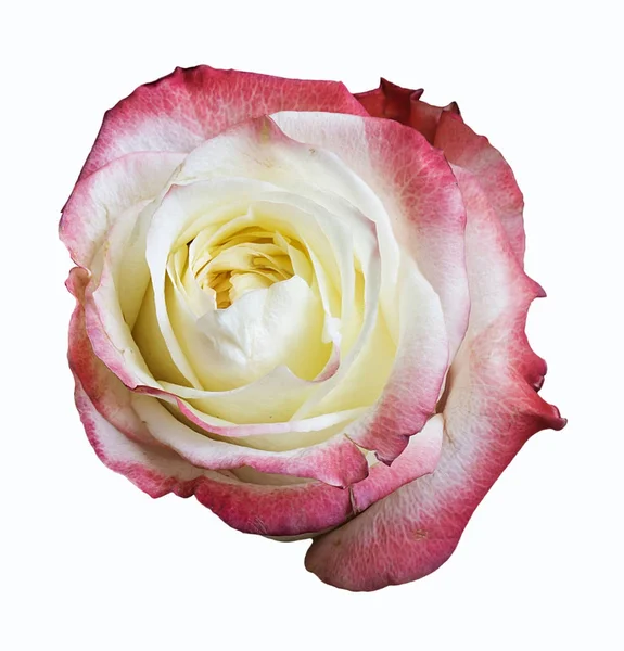 Flor da rosa isolada em branco — Fotografia de Stock