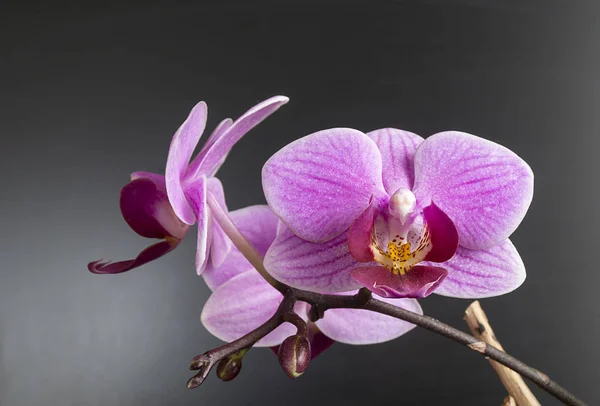 Flor para orquídeas no fundo escuro — Fotografia de Stock