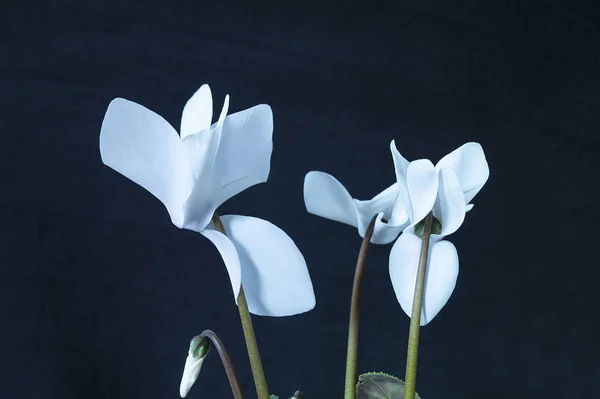 黑色背景上的白色水仙 — 图库照片