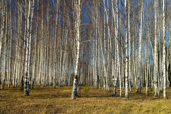 Sonbahara kadar huş ağaçlarıyla doğal arka plan