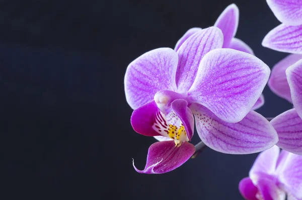 Flor para orquídeas em fundo preto — Fotografia de Stock