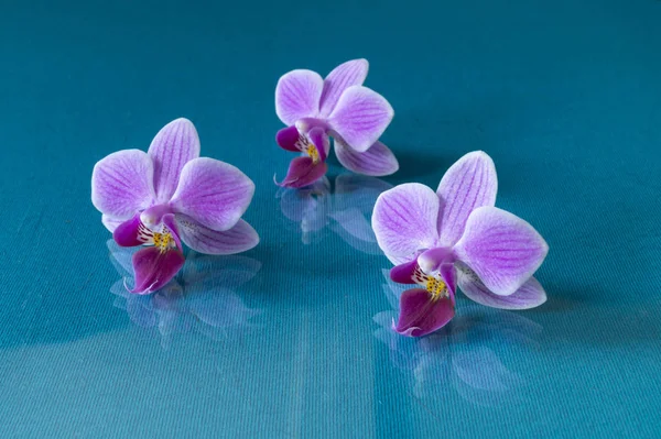 İlkbahar uzunluğunda çiçek orkidesi mavi arkaplanda — Stok fotoğraf