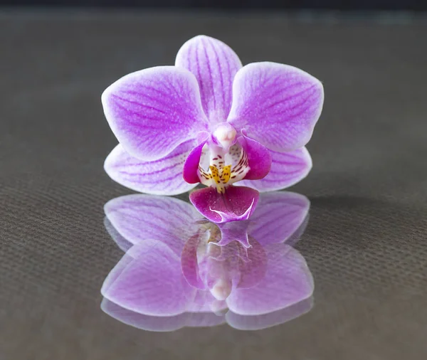 A orquídea da flor repousa sobre o vidro. Fotografia com reflexão — Fotografia de Stock