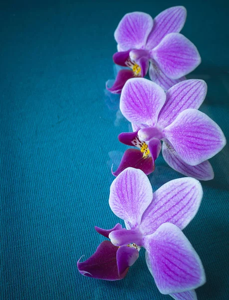 Orquídea de flor no comprimento de primavera de tempo no fundo azul de volta — Fotografia de Stock
