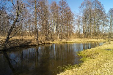 Arka planda ahşap bir akarsu bulunan bahar manzarası mavi gökyüzü. Güneş günündeki yansımalı su. Vahşi odun