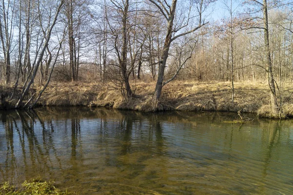 Wiosenny Krajobraz Strumieniem Drewnie Tle Błękitnego Nieba Woda Odbiciem Słoneczny — Zdjęcie stockowe