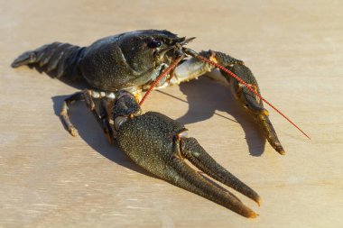 Güneş Günü 'nde açık arkaplanda bir nehir kanseri.