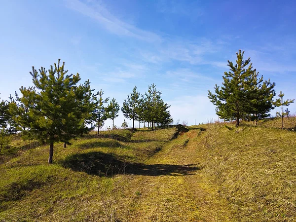 Spring Landscape Young Pine Meadow Solar Day Rural Terrain Background — Stock Photo, Image