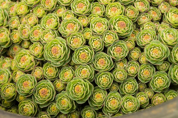 Baharda Rhodiola Rosea 'nın yeşil kökleri. Güzel arka plan yakın plan. Bitki imalat ilaçları için kullanılır.