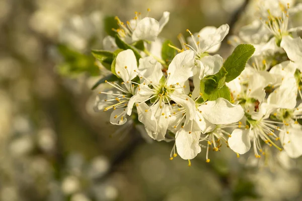 Blossom Discharges Spring Garden Solar Day Natural Background White Flower — Stock Photo, Image