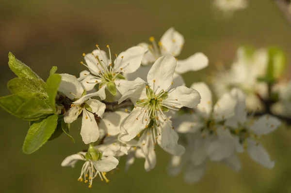 Blossom Discharges Spring Garden Solar Day Natural Background White Flower — Stock Photo, Image