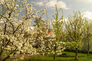 Arka plandaki bahar bahçesinde çiçek açan manzara. Kırsal bölgedeki doğa. Güneş Günü avlusunda.
