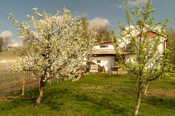 Landscape Blossom Spring Garden Background Sky Nature Rural Terrain Back — Stock Photo, Image