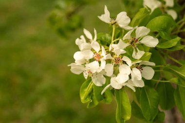 Bahar bahçesinde kırsal alanda armut. Beyaz çiçekli doğal arka plan. Güneş Gününde meyve bahçesi