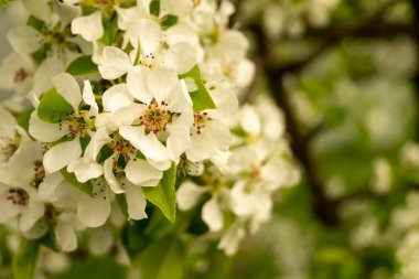Bahar bahçesinde kırsal alanda armut. Beyaz çiçekli doğal arka plan. Güneş Gününde meyve bahçesi