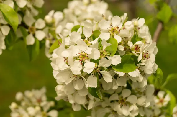Cyetenie Pears Spring Garden Rural Terrain Natural Background White Flower — Stock Photo, Image