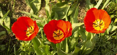 Yeşil çarşaflı kırmızı lale toprakta yetişiyor. Güneş günündeki ilkbaharda güzel bir çiçek