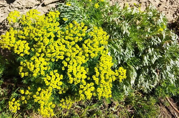 Épinoche Cyprès Des Fleurs Sur Prairie Type Jour Solaire Portée — Photo