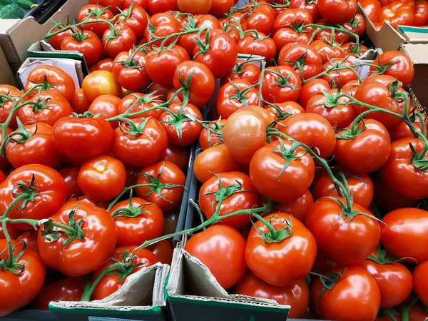 Fond Tomate Mûre Avec Branche Verte Boîte Collecte Récolte Été — Photo