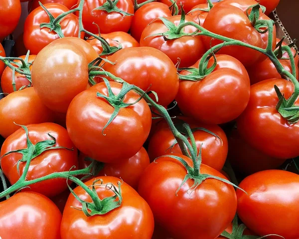 Fond Tomate Mûre Avec Branche Verte Boîte Collecte Récolte Été — Photo