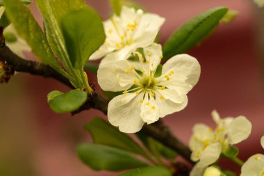 Güneş günü ilkbahar bahçesinde çiçek boşalır. Beyaz çiçekli doğal arka plan. Önplana odaklanır.