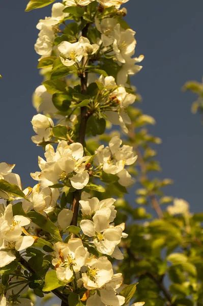 春までに紅葉したリンゴの木から自然の背景 太陽の日の庭の花の木 — ストック写真