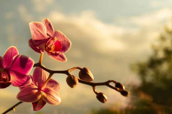 Flor Orquídeas Céu Nublado Fundo Ramo Com Flor Rosa Pôr — Fotografia de Stock