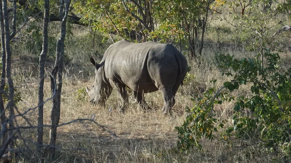 Um rinoceronte na África do Sul — Fotografia de Stock