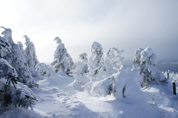 Besneeuwde spar bomen — Stockfoto